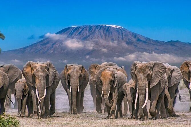 Day Tour - Amboseli National Park From Nairobi - Game Drives in Amboseli: Elephants, Lions, Giraffes, and Kilimanjaro Views