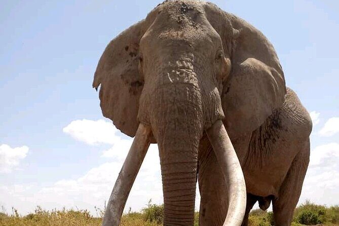 Day Tour - Amboseli National Park From Nairobi - Birdwatching and Wildlife Variety: More Than Big Cats