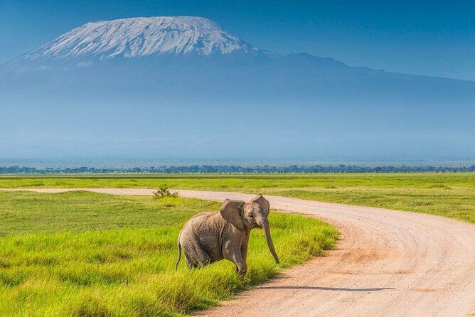 Day Tour - Amboseli National Park From Nairobi - Your Nairobi Pickup and the Ride That Sets the Tone