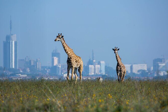 Day Tour at Nairobi National Park and Giraffe Centre - Nairobi National Park: Big Five sightings in a city-edge reserve