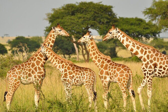 Day Tour at Nairobi National Park and Giraffe Centre - Leaving the park by 11:00 am: why this pacing is useful
