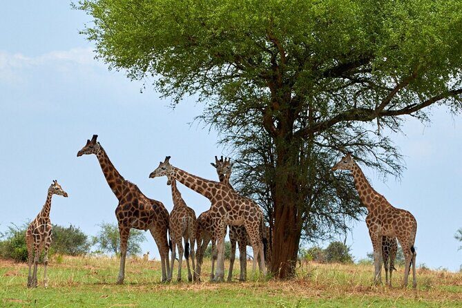 Day Tour at Nairobi National Park and Giraffe Centre - Kobe Beads Factory (optional): shopping with local impact