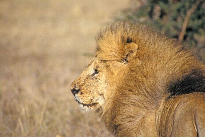 Day Tour at Nairobi National Park and Giraffe Centre - Price and logistics: what $78 really covers