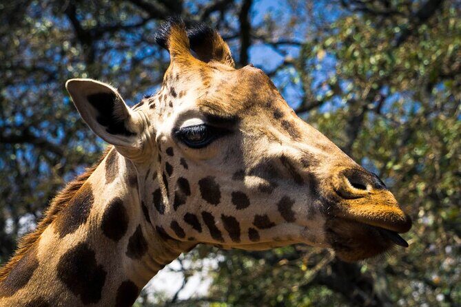 Day Tour at Nairobi National Park and Giraffe Centre - Who this tour suits best (and who should compare options)