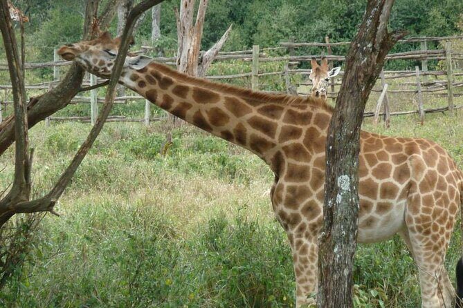 Day Tour Giraffe Center, Karen blixen and Lunch at Carnivore - Giraffe Centre: conservation work you can see up close