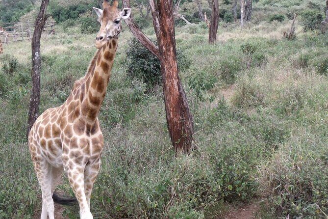 Day Tour Giraffe Center, Karen blixen and Lunch at Carnivore - What you learn in each stop (and why it fits together)