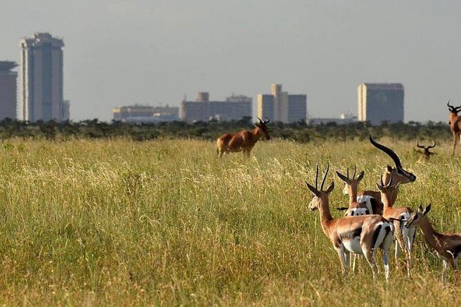 Day Tour Nairobi Museum, Giraffe Centre & Nairobi National Park - Getting the most out of the museum-to-safari contrast
