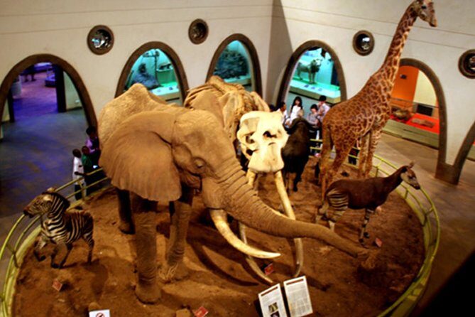 Day Tour Nairobi Museum, Giraffe Centre & Nairobi National Park - Who should book this tour (and who might skip it)