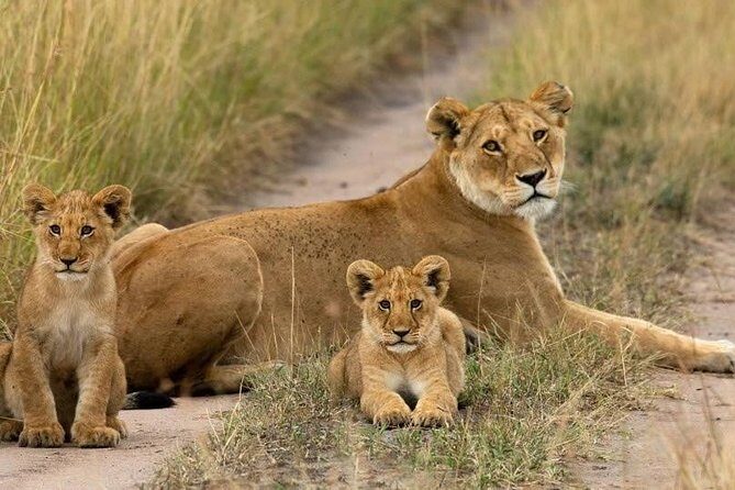 Day Tour Nairobi National Park - A one-day safari that doesn’t eat your whole trip
