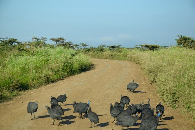Day Tour Nairobi National Park - Why the black rhino sanctuary is more than a photo stop