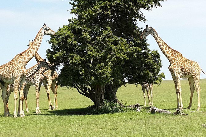 Day Tour Nairobi National Park - The orphanage visit and what it adds to the day