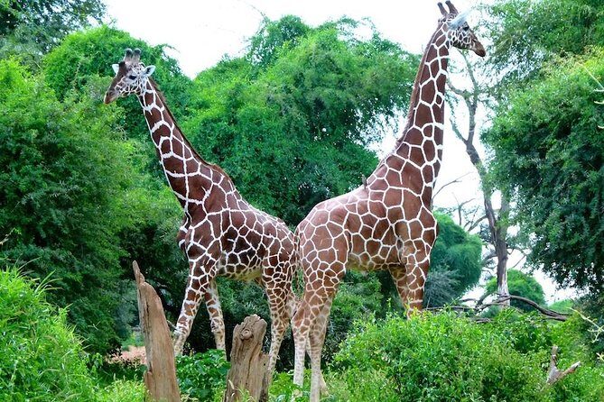Day Tour Nairobi National Park - Lunch timing and how to handle food without surprises