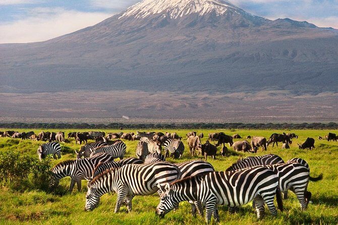 Day Tour Nairobi National Park - Pickup, mobile ticket, and the small-group advantage