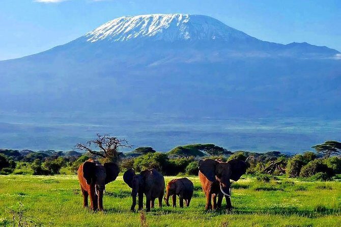 Day Tour Nairobi National Park - Morning game drive through savanna grassland and acacia trees