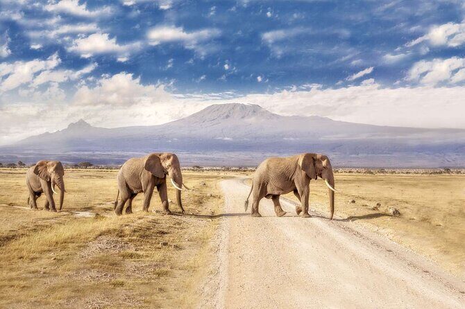 Day tour to Amboseli national park - Key things to know before you go