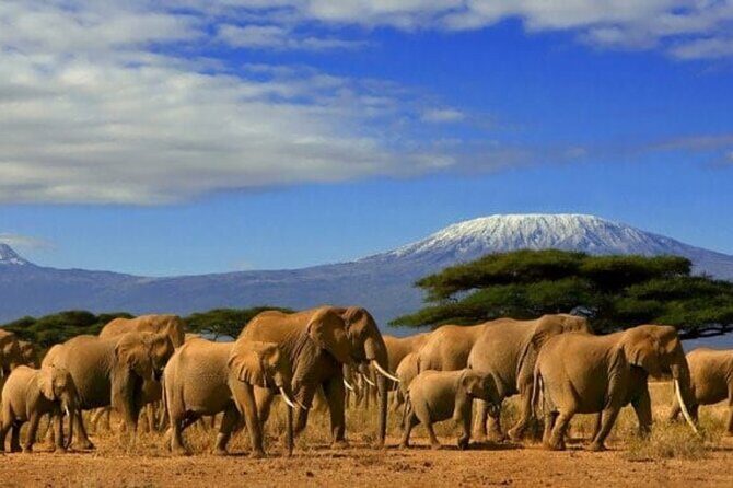 Day tour to Amboseli national park - Sunrise out of Nairobi: what the road trip really gives you