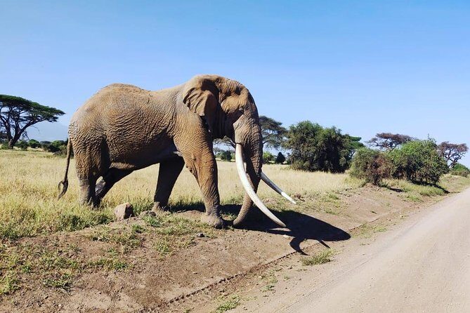 Day tour to Amboseli national park - Game viewing strategy: how to get better sightings in less time