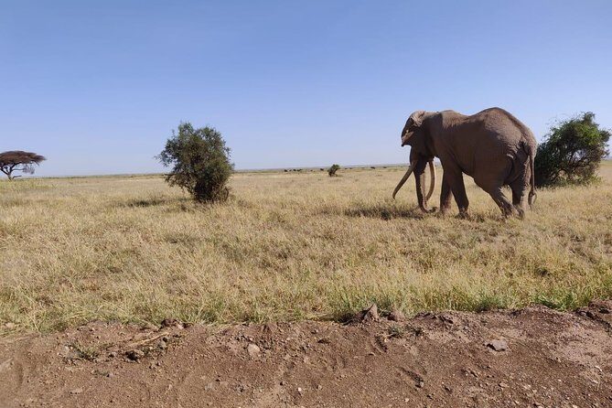 Day tour to Amboseli national park - Pickup and drop-off: the comfort factor in Nairobi
