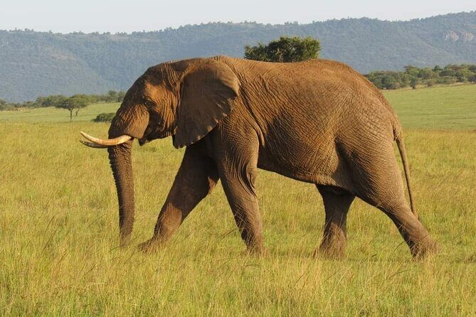 Day Tour to Amboseli National Park from Nairobi - Key highlights worth getting excited about