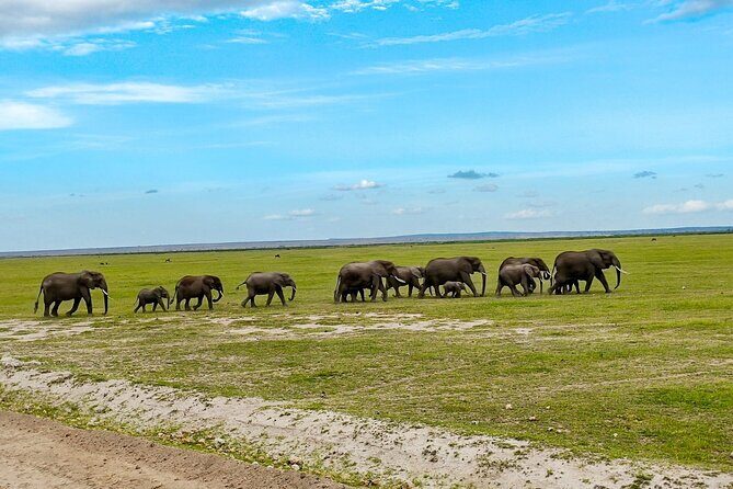 Day Tour to Amboseli National Park from Nairobi - Nairobi to Amboseli: why the 5am departure changes everything