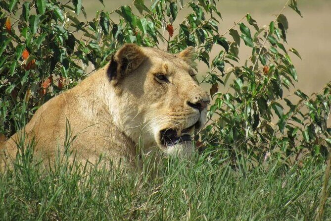 Day Tour to Amboseli National Park from Nairobi - Observation Hill: a short walk with big payoff