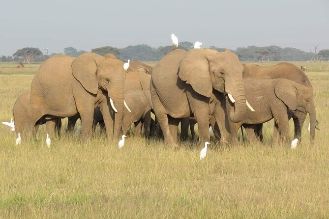 Day Tour to Amboseli National Park from Nairobi - Ol Tukai Lodge stop: lunch time plus cultural context