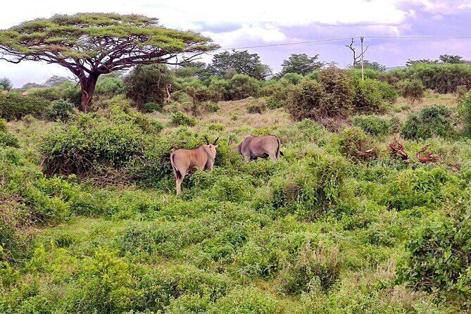 Day Tour to Amboseli National Park from Nairobi - Price and logistics: does $280 feel fair for a day in Amboseli?