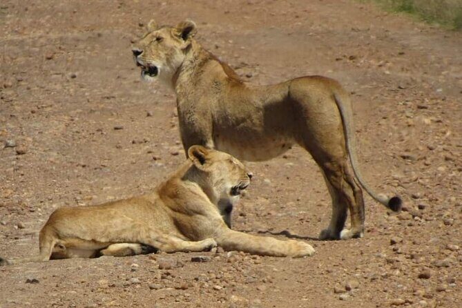 Day Tour to Amboseli National Park from Nairobi - Pop-up roof safari vehicle: better views, less hassle