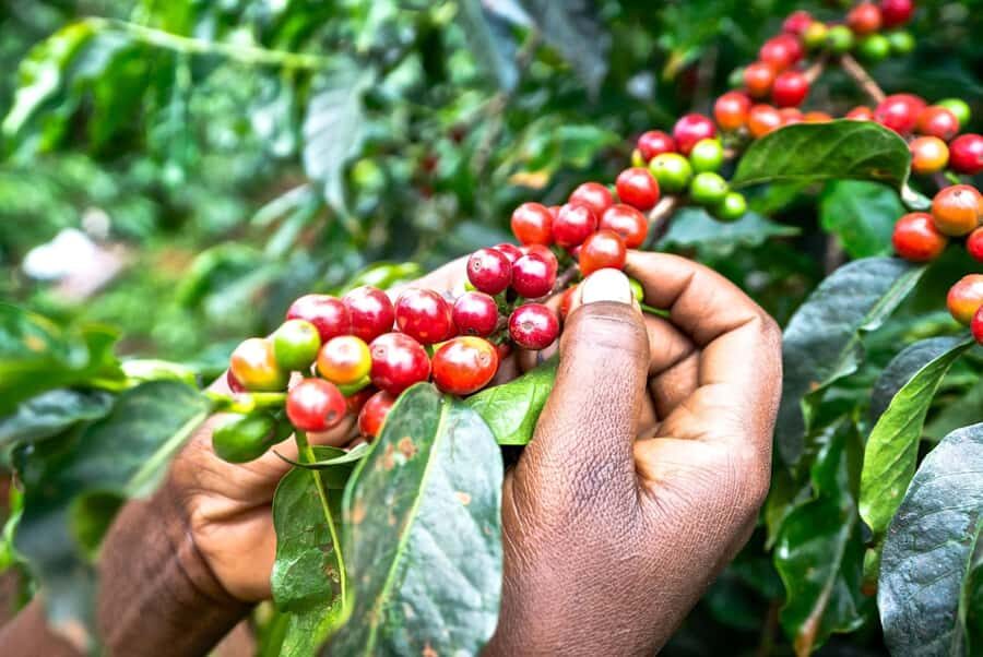 Day Tour to Fairview Coffee Estate From Nairobi - Key things that make this tour worth your time