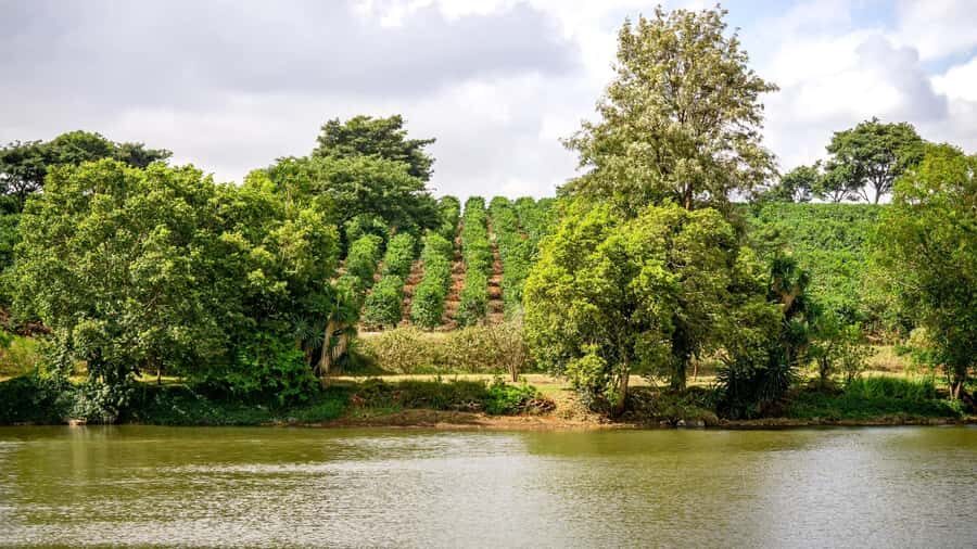 Day Tour to Fairview Coffee Estate From Nairobi - Getting from Nairobi to Kiambu: the drive matters more than you think
