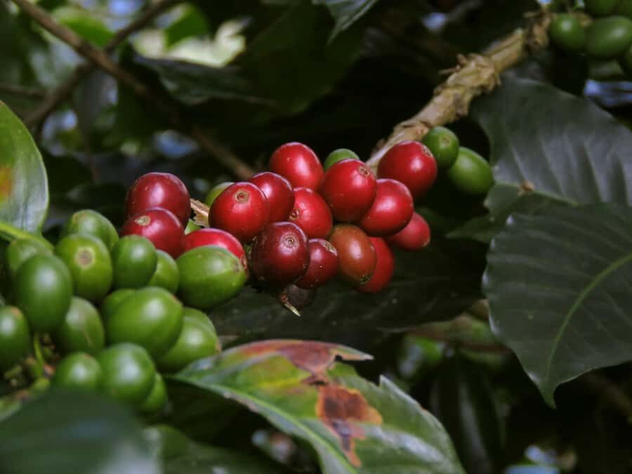 Day Tour to Fairview Coffee Farm - Key takeaways before you go