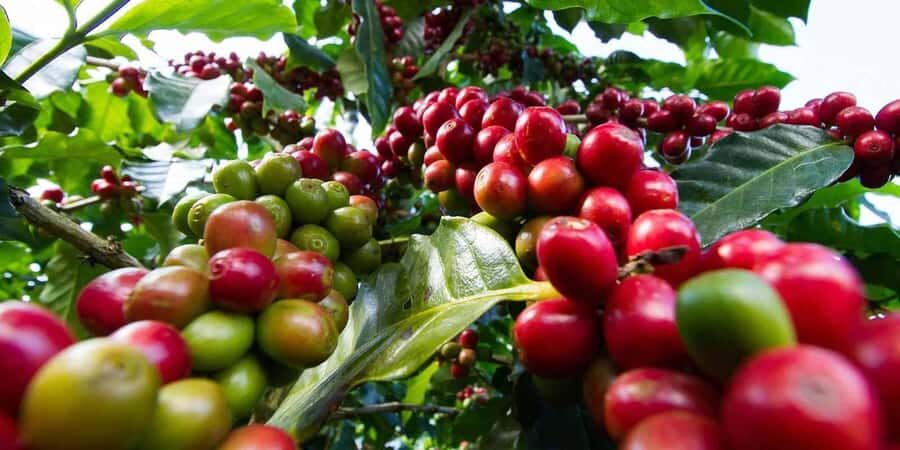 Day Tour to Fairview Coffee Farm - A Nairobi coffee tour that actually teaches the cup
