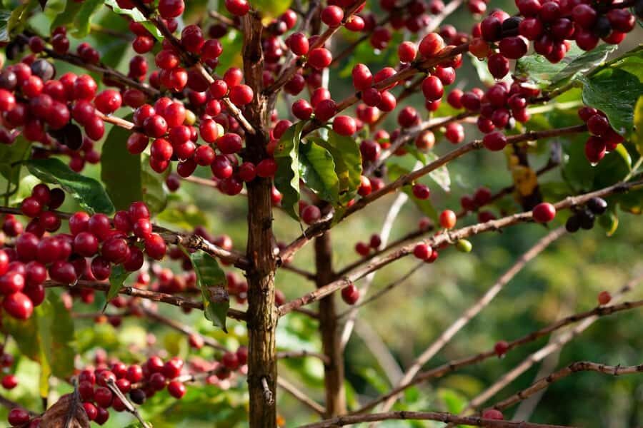 Day Tour to Fairview Coffee Farm - Stage 1 at the estate: farm history and the big picture of black gold