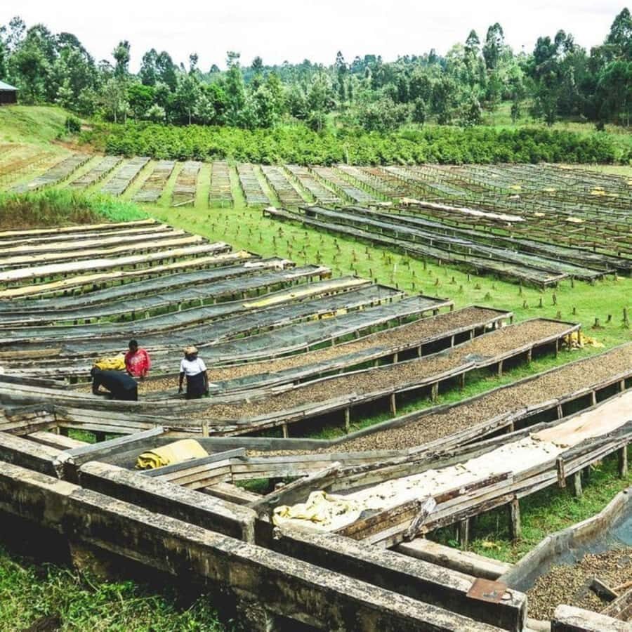 Day Tour to Fairview Coffee Farm - Pickup, English guide, and private group format: what you gain