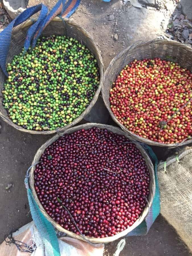 Day Tour to Fairview Coffee Farm - What’s included vs. what costs extra: the real price picture