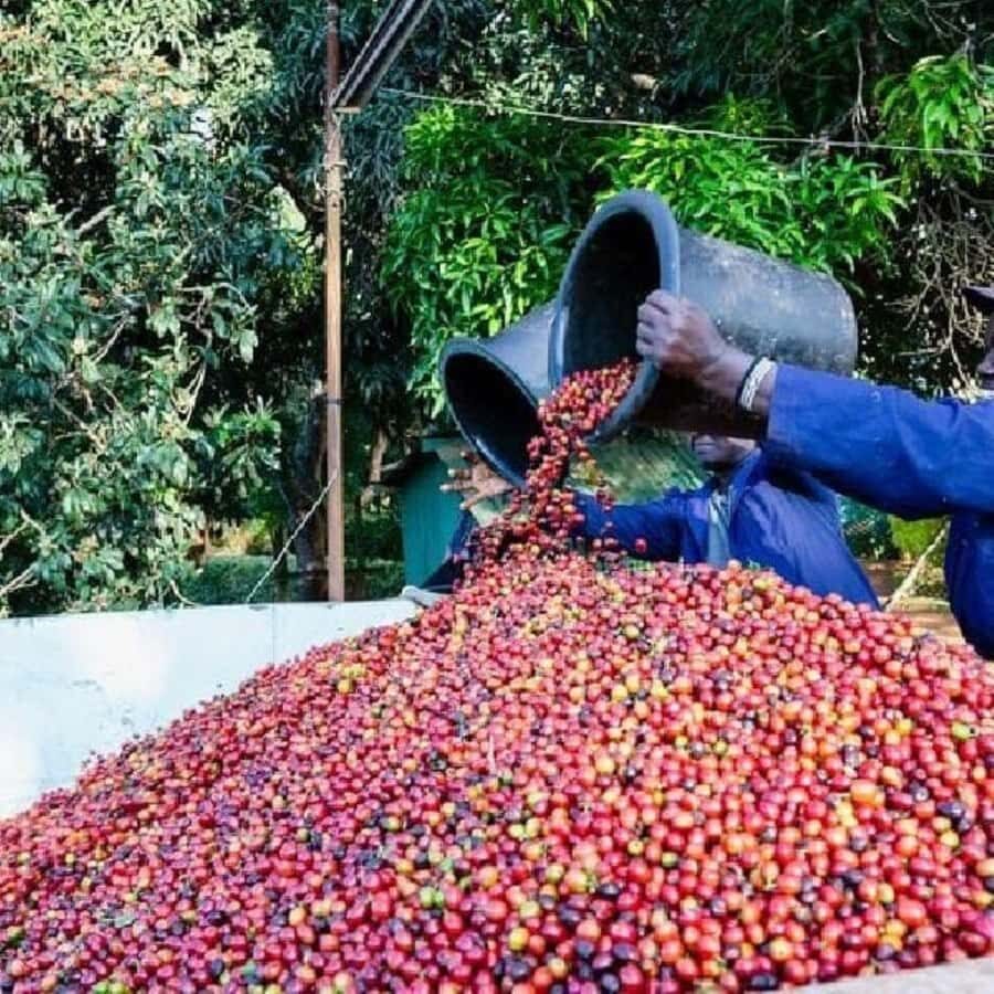 Day Tour to Fairview Coffee Farm - Who this tour is perfect for