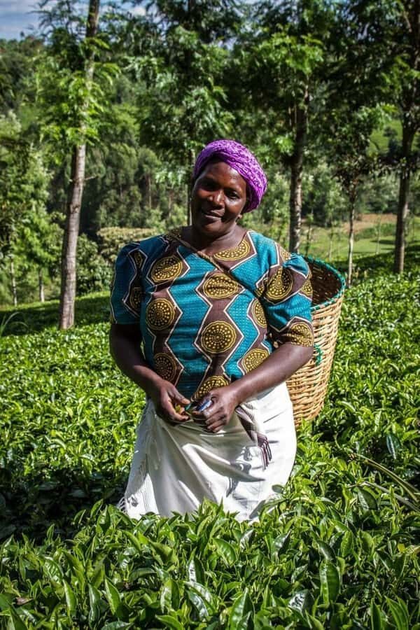 Day Tour to Fairview Coffee Farm - Getting to Kiambu from Nairobi: ride time and what it means