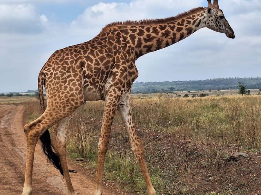 Day Tour to Giraffe Center and Karen Blixen Museum - How to Make the Most of Your Half-Day (Small Tips That Matter)