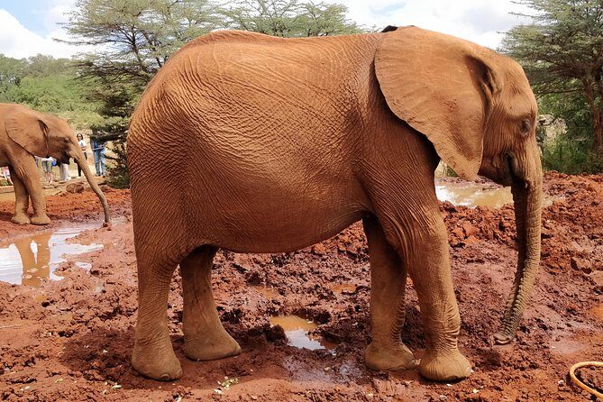 Day tour to Giraffe center and Karen Blixen Nairobi - What you’ll likely feel during the day
