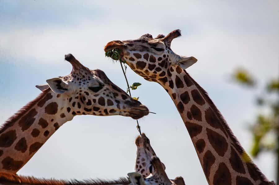 Day tour to Giraffe, Elephant and Nairobi National park - Key things to know before you go