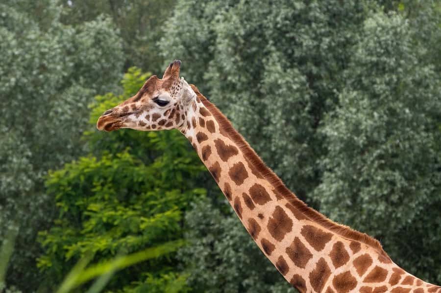 Day tour to Giraffe, Elephant and Nairobi National park - FAQ