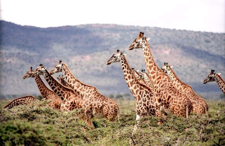 Day tour to Giraffe, Elephant and Nairobi National park - Giraffe Centre feeding: the best first wow-factor
