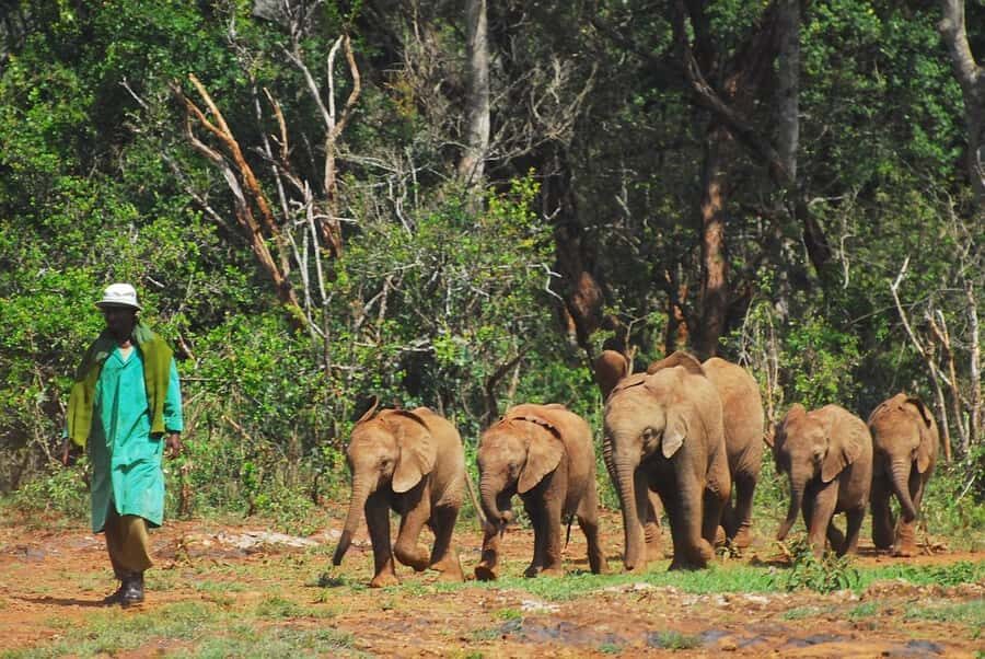 Day tour to Giraffe, Elephant and Nairobi National park - Lunch break: plan for your own food and timing