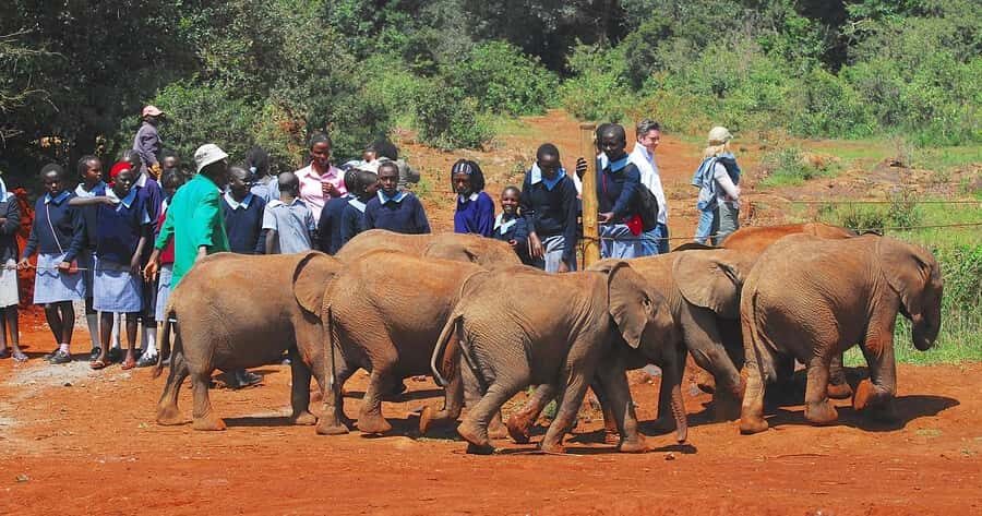 Day tour to Giraffe, Elephant and Nairobi National park - Nairobi National Park game drive: wildlife, plus a real city skyline view