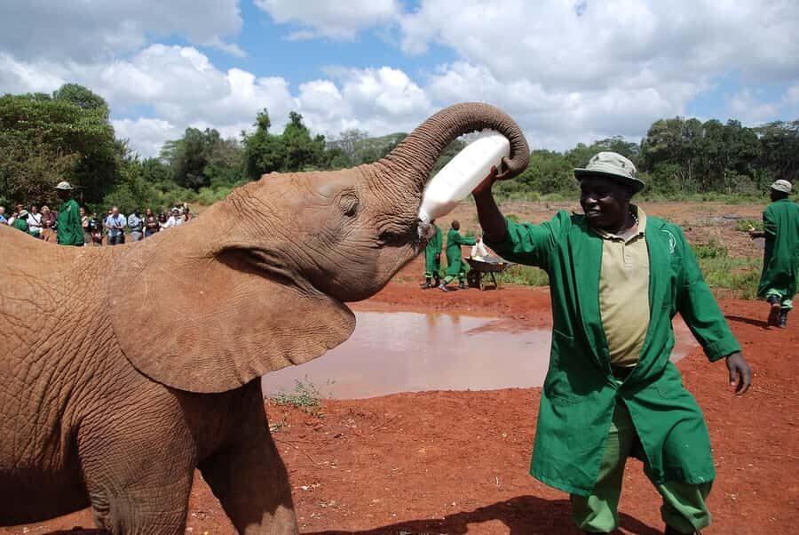 Day tour to Giraffe, Elephant and Nairobi National park - Price and value at $330 per person