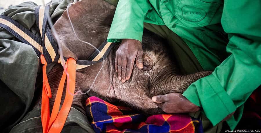 Day tour to Giraffe, Elephant and Nairobi National park - Timing, pickup, and how to make the day run smoothly