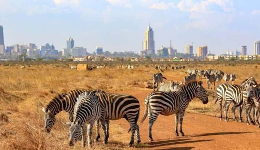 Day tour to Giraffe, Elephant and Nairobi National park - Who should book this tour (and who might not)