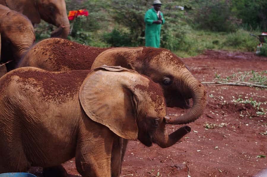 Day tour to Giraffe, Elephant and Nairobi National park - Should you book this Nairobi Giraffe, Elephant, and Park day tour?