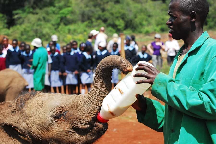 Day tour to Giraffe, Elephant and Nairobi National park - David Sheldrick Elephant Sanctuary: why the 11am window is everything