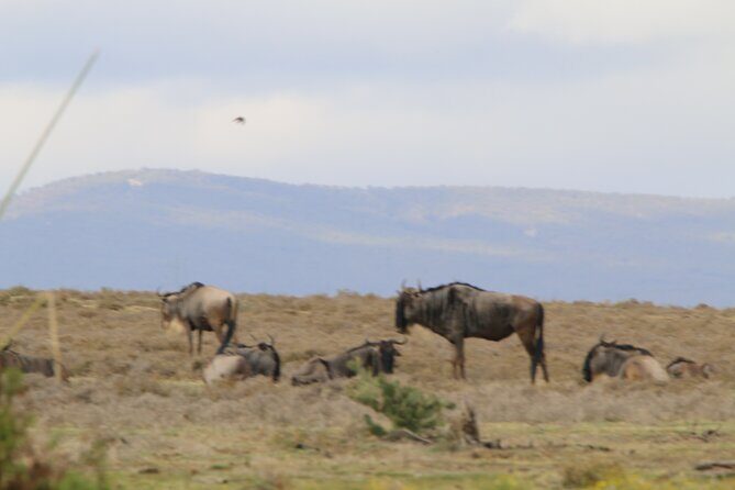 Day tour to Hell's Gate National park and optional Boat ride on lake Naivasha - Wildlife Spotting: Eels Don’t Matter, Zebras Do